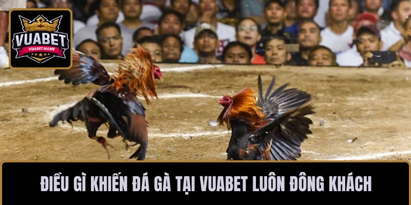 Điều gì khiến đá gà tại VUABET luôn đông khách
